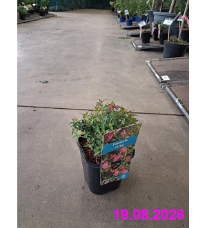 Spiraea bumalda 'Dart's Red' C 1,4 L